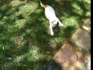 Turkish Van Kitten Yaman Playing with Water