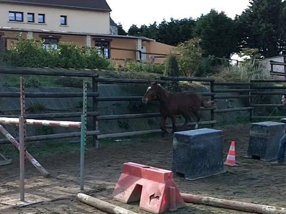 hongre de 3 ans  débourré monté