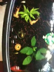 Japon Balığı Akvaryumum