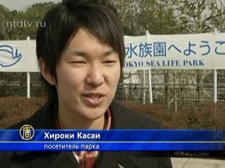 Ищут пожарные, ищет полиция... небольшого пингвина