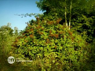 Minuscule Saison 1: Hoquet