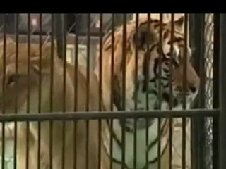 Annesi aslan, babası kaplan