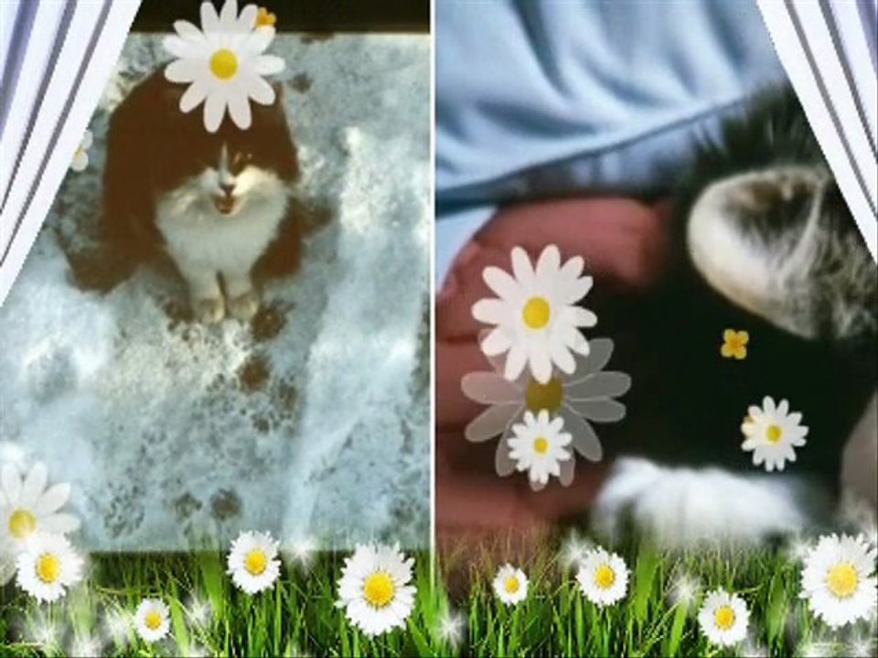 mes chats.