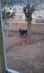 VIDEO0099