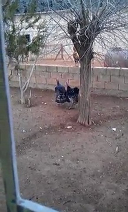 VIDEO0099
