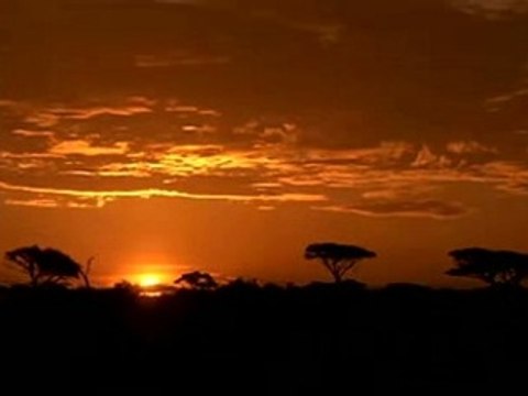 Pub 13eme rue - doc animalier