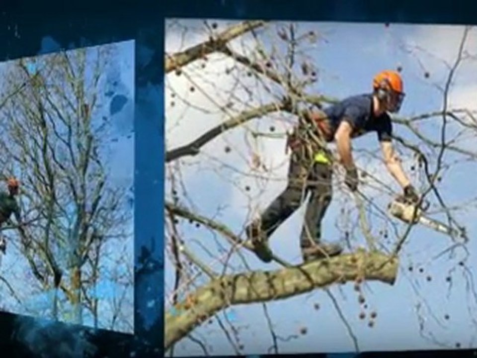 Tree Surgery London - Tree Amigos - 07729 493611 - 020 7503 6762