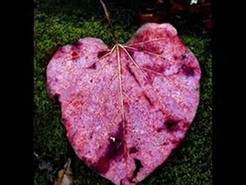 .. U.F.O. - BeLLaDoNNa ..