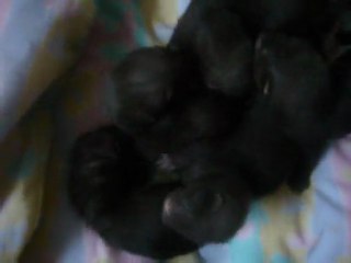 Bebe Kaina 32 jours  (2)