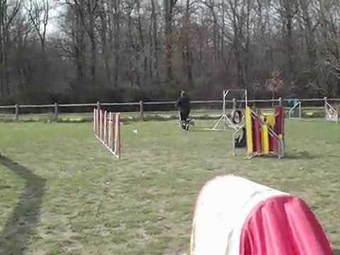 dove entrainement agility