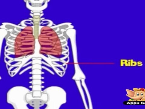 Learn Human Body - Skeleton System