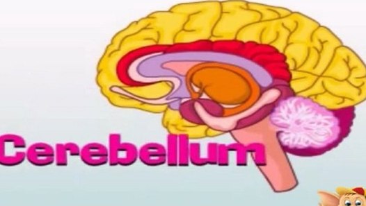 Learn Human Body - Nervous System - video dailymotion