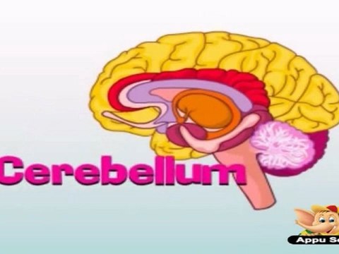 Learn Human Body - Nervous System