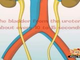 Learn Human Body - Urinary System