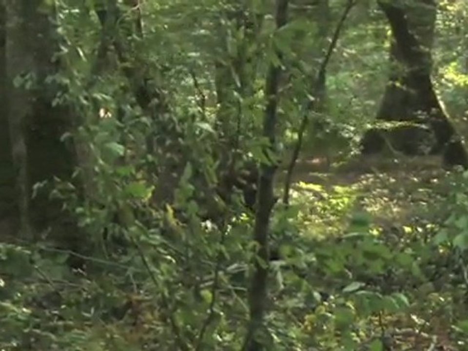 combat de cerfs