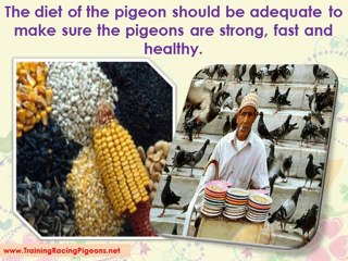How to Easily Train your Racing Pigeons
