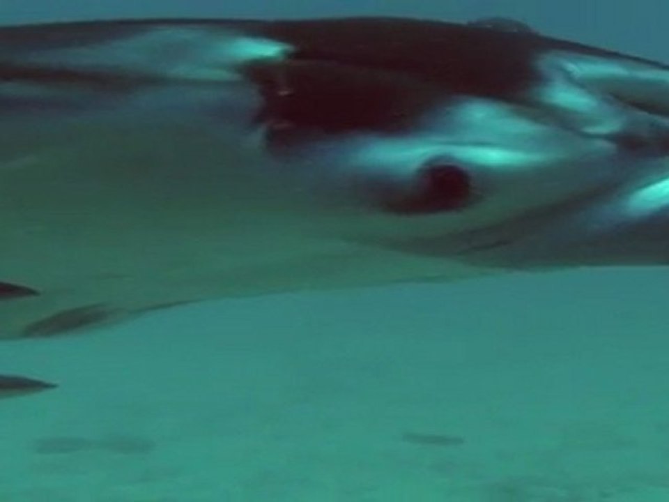 Bora Manta Ray