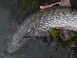 Pike release 71cm / brochet relaché 71cm
