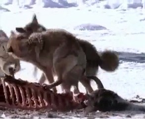 kurt belgeseli part1