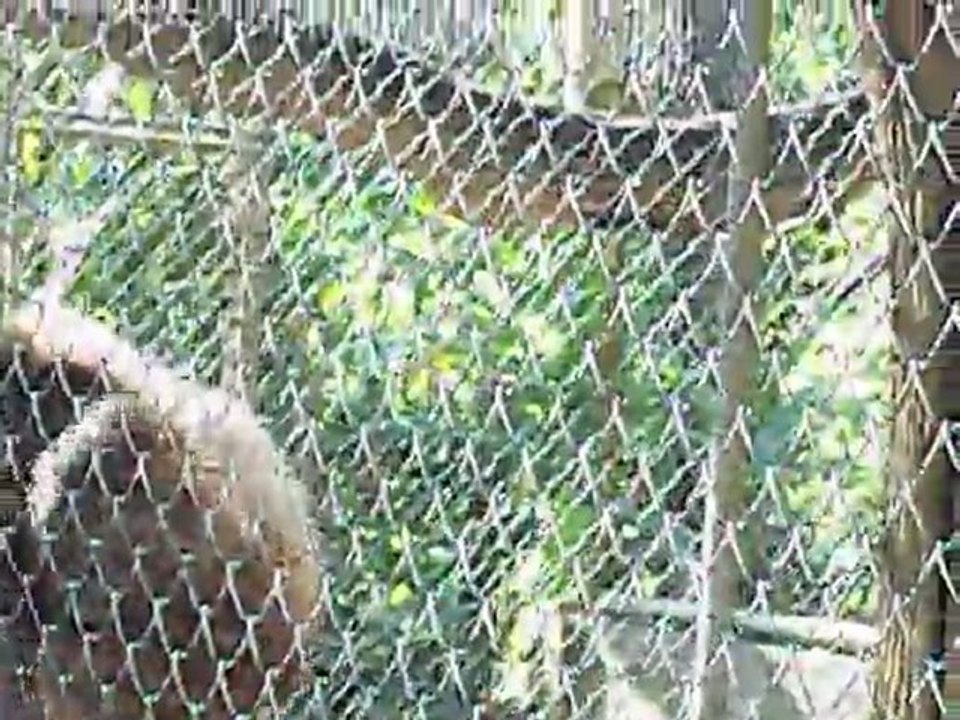 Singes rigolos Thaïlande