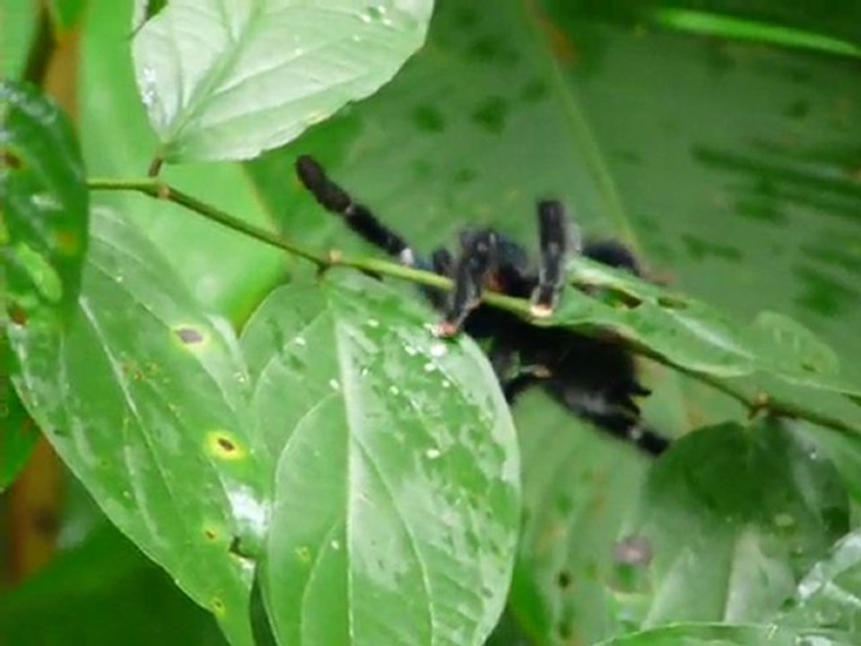 amateur de sensations fortes