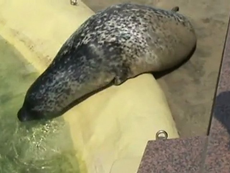 Robben in der seehundstation friedrichskoog 002