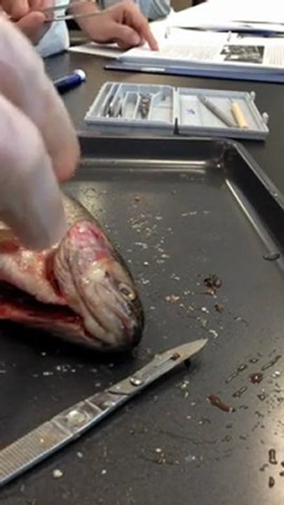 Trout Dissection
