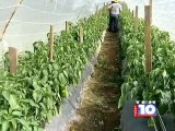 Cultivo de chile en macrotúneles, El Paraíso. Programa AGROCAMPO, Canal 10.