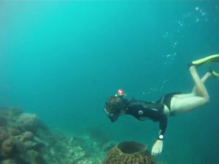 Snorkeling île de la Dominique