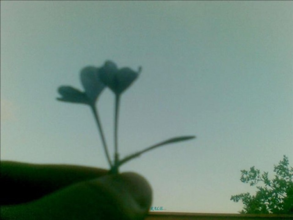 Mehmet Saraçoğlu-Oysa Sadece Susarak Özlemiştim Seni