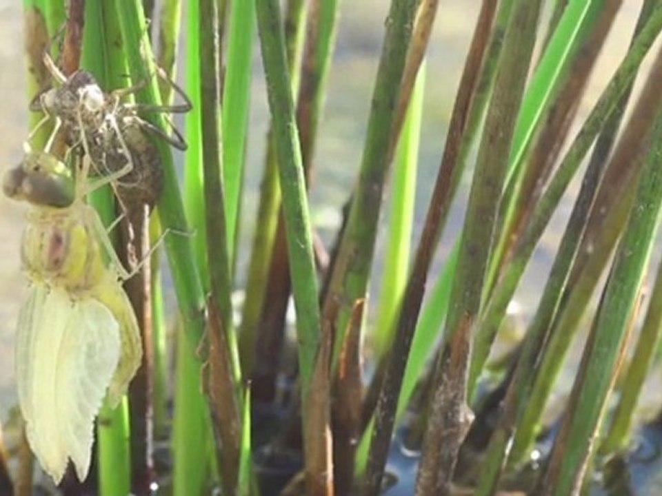 métamorphose d'une libellule