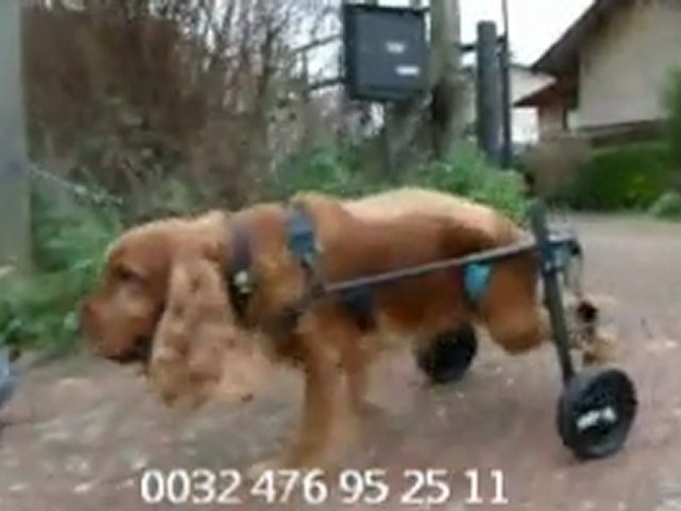 cocker avec un chariot de mobilité