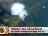 KARADENİZ’DE BALIK ÇEŞİTLİLİĞİ AZALIYOR 08.03.2012