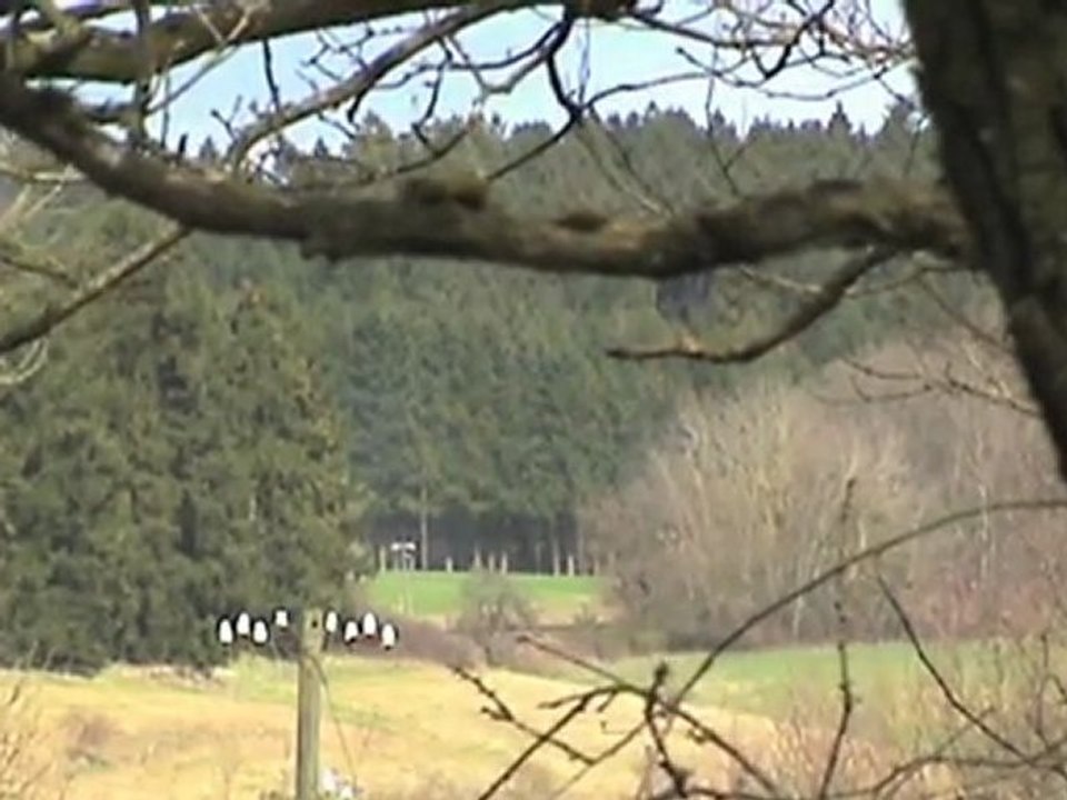 Dampfspektakel 2010 Plandampf Eifelquerbahn Darscheid BR50, Pr T11, V60