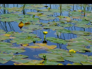 VERLAINE, Paul - Promenade sentimentale.