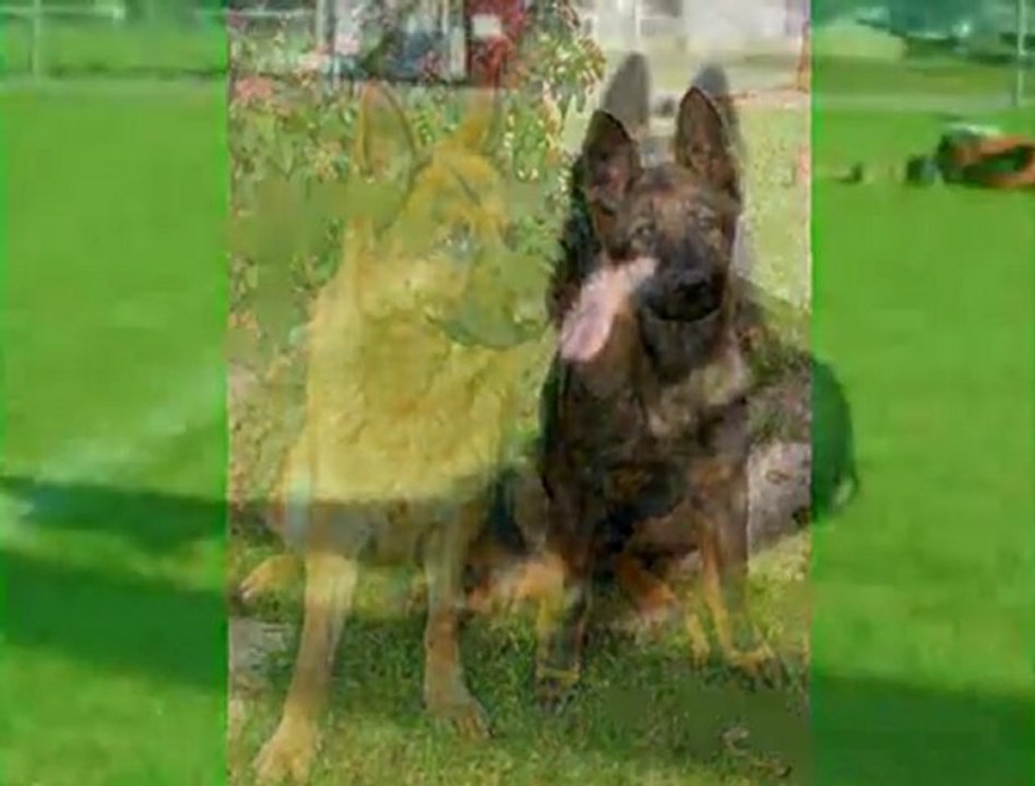 VINK des Orckis de l'Adret-chiot