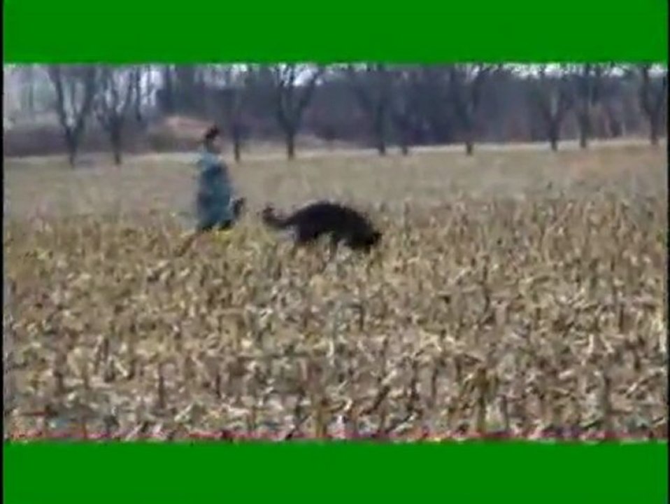 VINK des Orckis de l'Adret-chp-reg-08