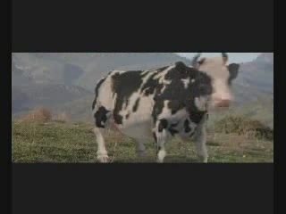 matrix vache