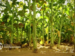 Minuscule Saison 2: Saison des glands