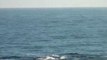 Incredible Gray Whale Watching Off Laguna Beach