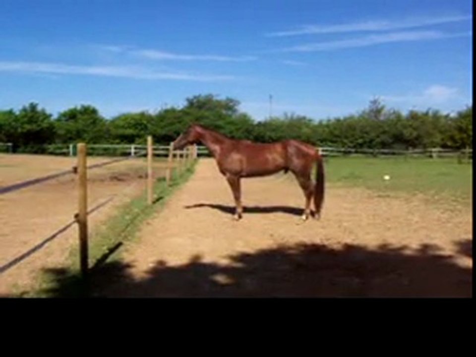 un hennisement viril ... ou pas !