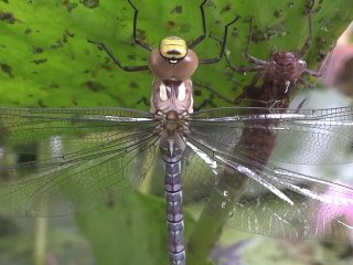 Grande libellule Aeschne Dragonfly Bleu Verte Full HD LFTA 2011