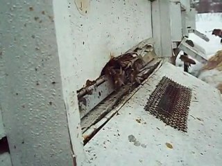 Kar varken arıların polen taşıması...