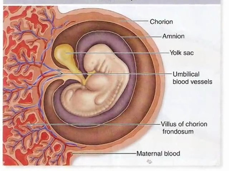 10th Foundational Falsehood of Creationism: "No Common Ancestry Indicated in Fossils or Biology"