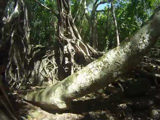 Cabrit Fort Shirley Dominica île de la Dominique