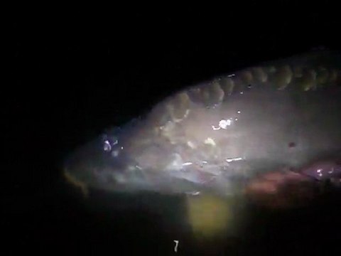 carpe montjean 53 mayenne miroir 11k