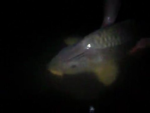 carpe montjan 53 mayenne comune de 8k