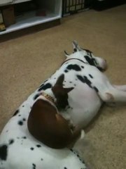 Petit chien dort sur son pote