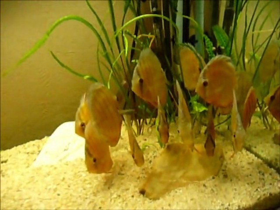 Symphysodon aequifasciatus haraldi Manacapuru wild