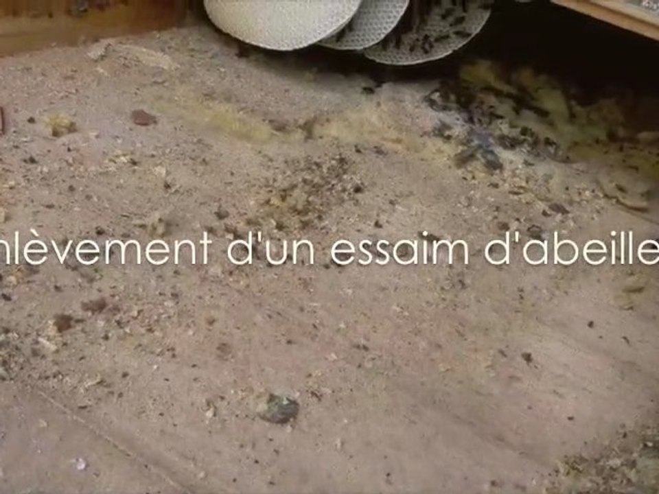 Enlevement d'un essaim d'abeilles